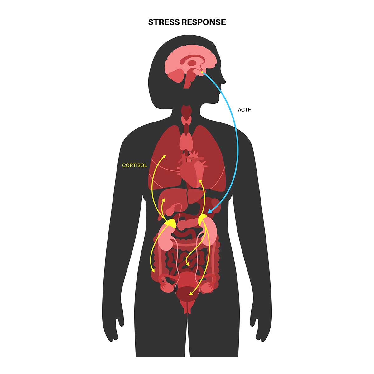 The Role Of Cortisol Managing Stress And Fatigue In Postpartum Hormone Changes